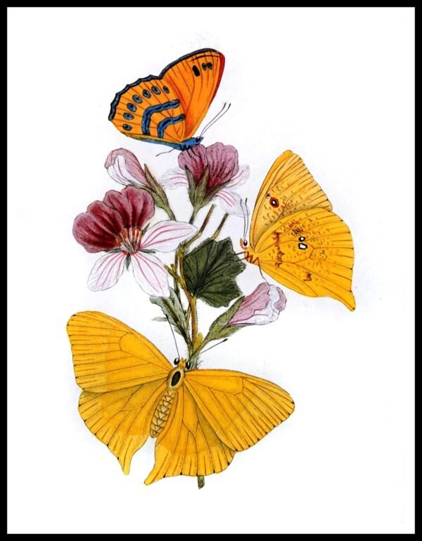 ALP CP2012 Butterflies (Antique Prints)